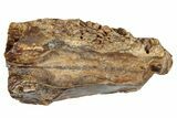 Fossil Dinosaur (Triceratops) Shed Tooth - Montana #288103-1
